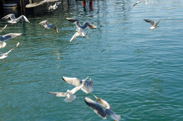 Gaivotas voadoras — Fotografia de Stock