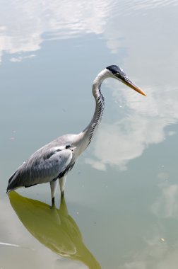 Balıkçıllar avcılık