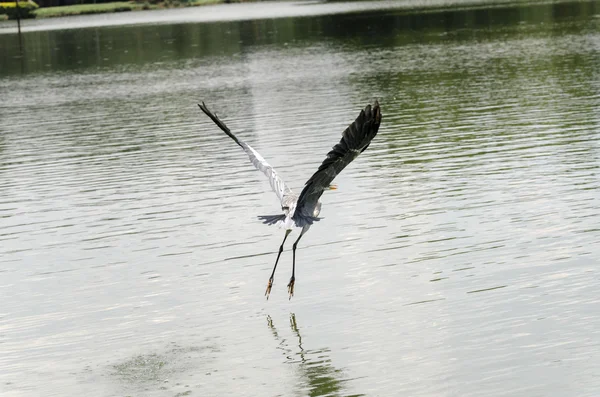 Herons caccia — Foto Stock