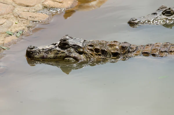 Vânătoare de aligatori — Fotografie, imagine de stoc