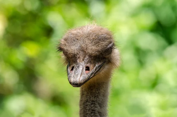 Strauß — Stockfoto