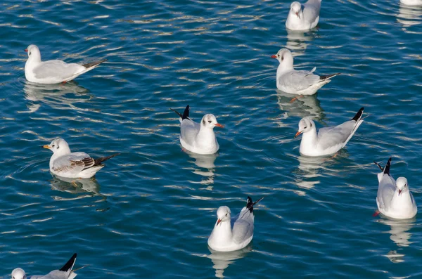 Karibischer Flamingo — Stockfoto