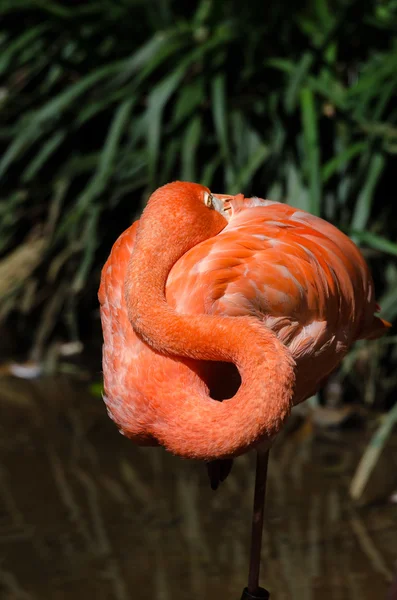 Caribbean flamingo — Stock Photo, Image