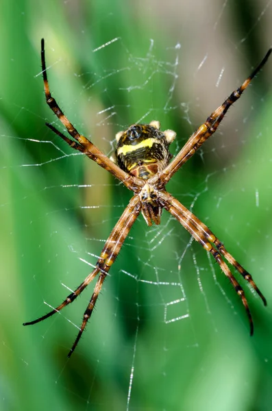 Örümcek Brezilya — Stok fotoğraf