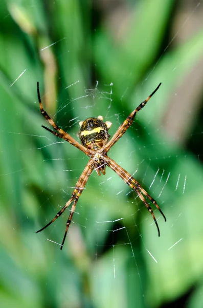 Örümcek Brezilya — Stok fotoğraf