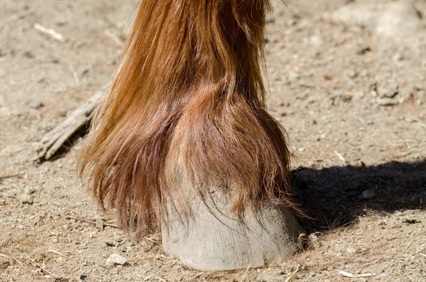 Zoccolo di un cavallo — Foto Stock