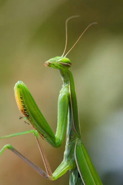 Mantis de oração — Fotografia de Stock