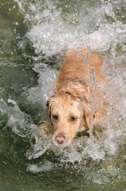 Golden Retriever çalışıyor