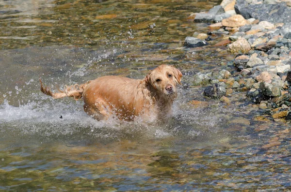 Εκτέλεση Golden Retriever — Φωτογραφία Αρχείου