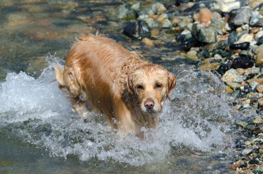 Golden Retriever çalışıyor