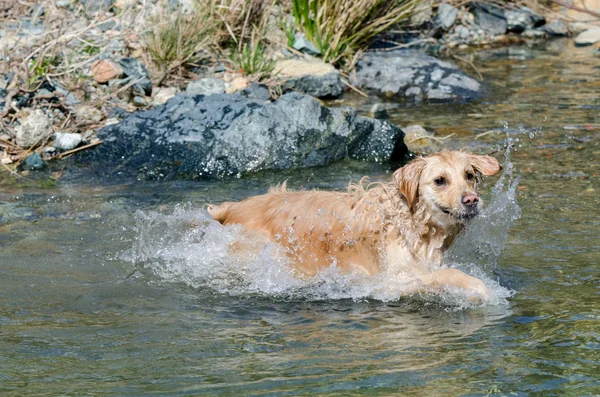 Εκτέλεση Golden Retriever — Φωτογραφία Αρχείου