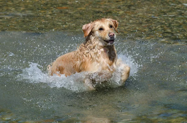 Golden Retriever çalışıyor — Stok fotoğraf