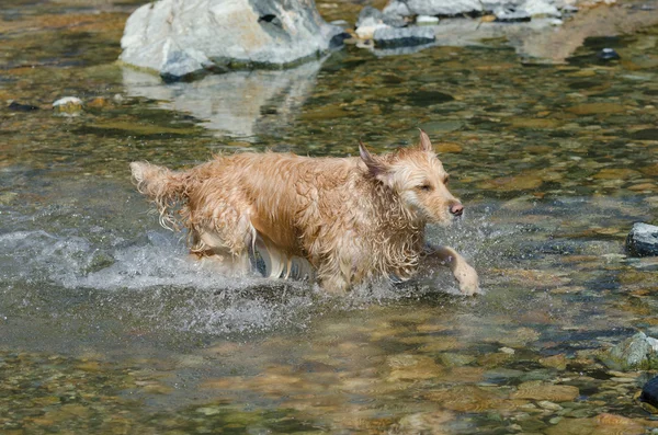 Εκτέλεση Golden Retriever — Φωτογραφία Αρχείου