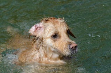 Golden Retriever çalışıyor