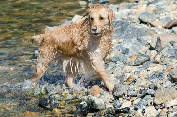 Golden Retriever çalışıyor — Stok fotoğraf