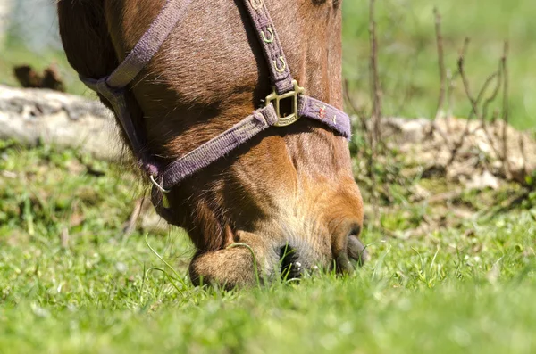 Horse eating grass — Stock Photo, Image