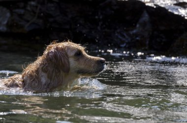 Golden Retriever çalışıyor