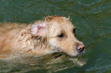 Golden Retriever çalışıyor