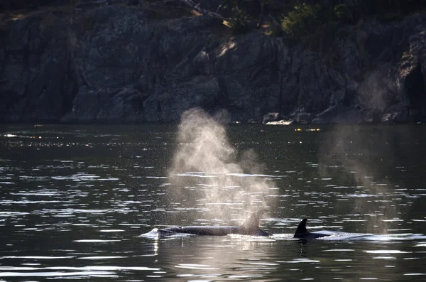 Baleia assassina em Vancouver — Fotografia de Stock