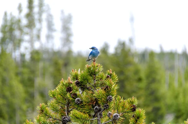 Pássaro azul — Fotografia de Stock