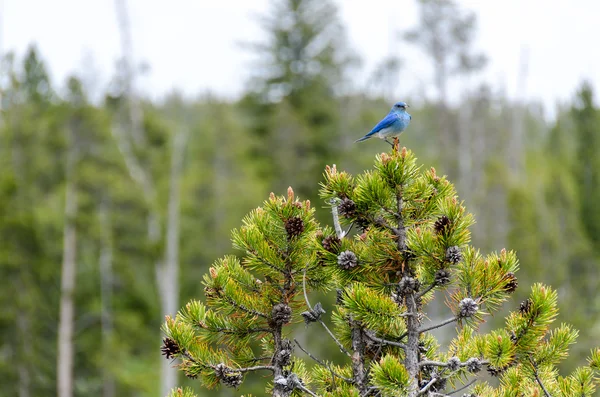 Pássaro azul — Fotografia de Stock