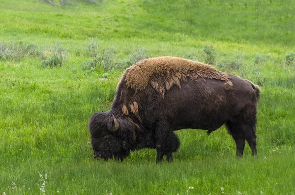 Bison grazing grass — Stock Photo, Image