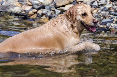 Golden Retriever çalışıyor