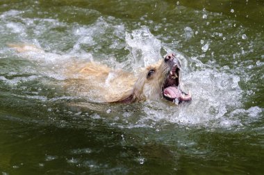 Golden Retriever çalışıyor