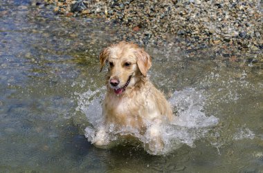 Golden Retriever çalışıyor