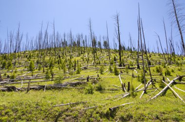 yellowstone içinde ağaçlar