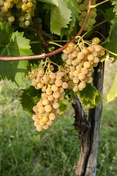 Bando de uvas — Fotografia de Stock