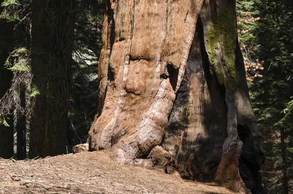 Parco Nazionale di Sequoia — Foto Stock