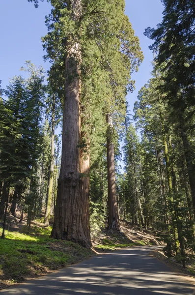 Nationaal park Sequoia — Stockfoto