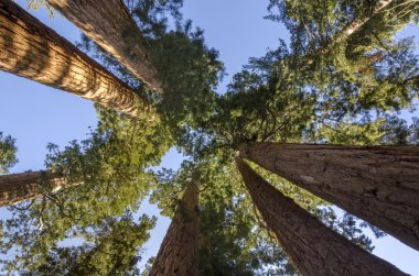 Sekoya Ulusal Parkı
