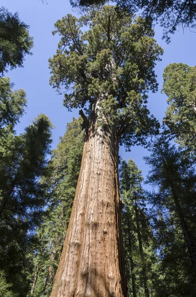 Sekoya Ulusal Parkı
