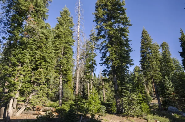 Parc national de Sequoia — Photo