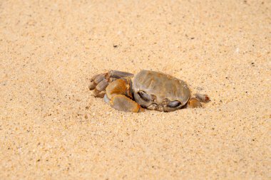 Maldivler sahilinde balıkçıl.