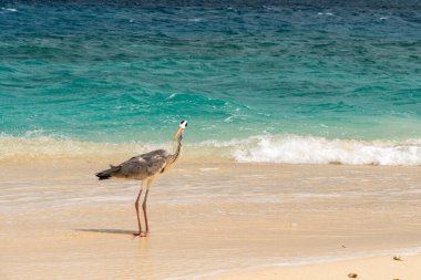 Maldivler sahilinde balıkçıl.