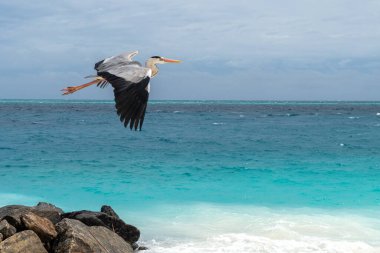 Maldivler sahilinde balıkçıl.