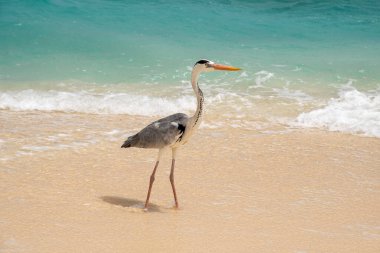 Maldivler sahilinde balıkçıl.