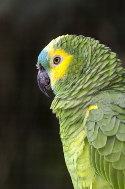Iguacu içinde papağan