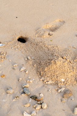Maldivler adasındaki kumsalda inzivaya çekilmiş yengeç.