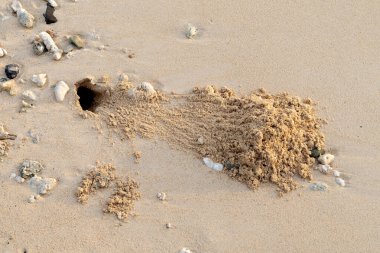 Maldivler adasındaki kumsalda inzivaya çekilmiş yengeç.