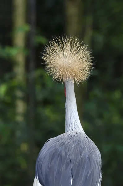 Jeřáb královský — Stock fotografie