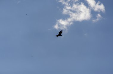 gökyüzü uçan Condor