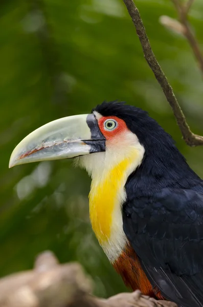 Tucano verde no Brasil — Fotografia de Stock