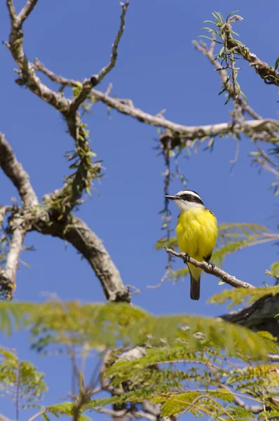 Жовтий птах плескає крилами — стокове фото