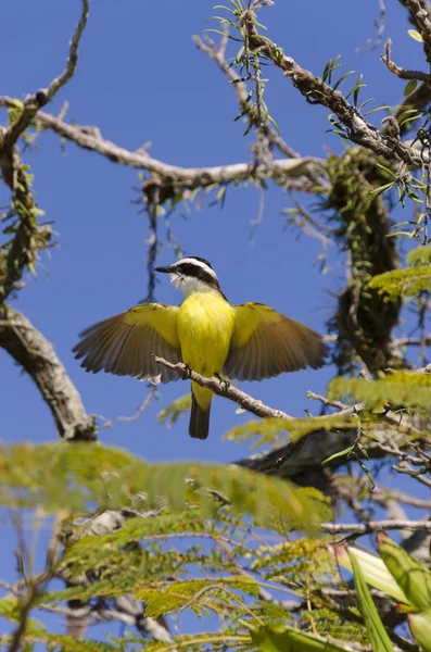 Pássaro amarelo batendo suas asas — Fotografia de Stock