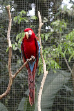 Iguazu yeşil kanatlı papağan