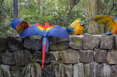 Iguazu yeşil kanatlı papağan